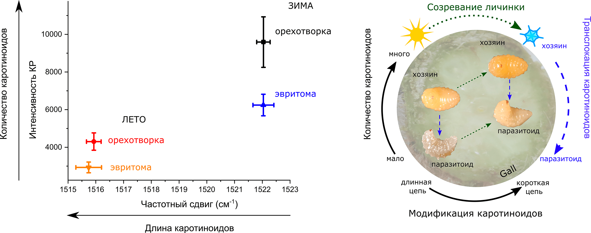 Изменение количества каротиноидов у орехотворки и эвритомы