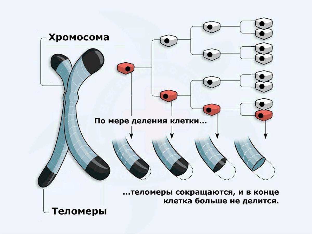 Теломеры