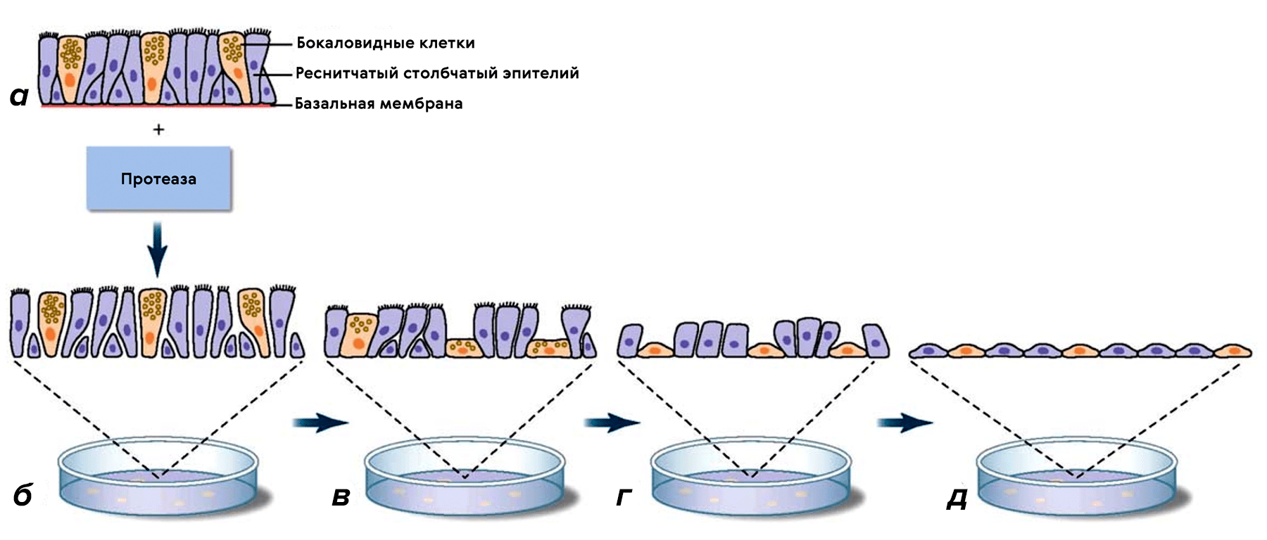 Клетки эпителиальной ткани в монослое меняют морфологию