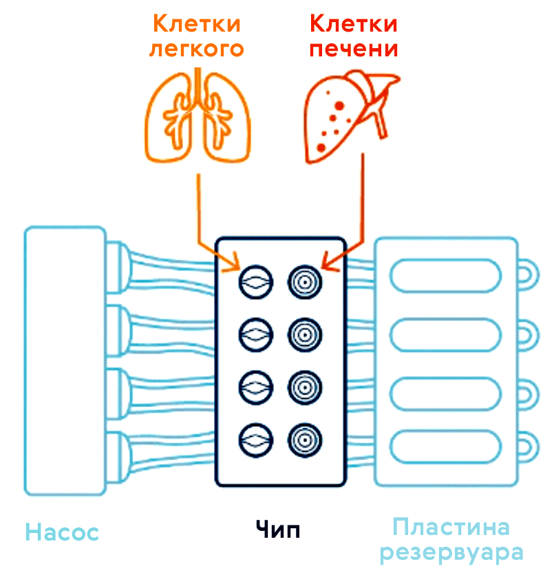 Орган-на-чипе