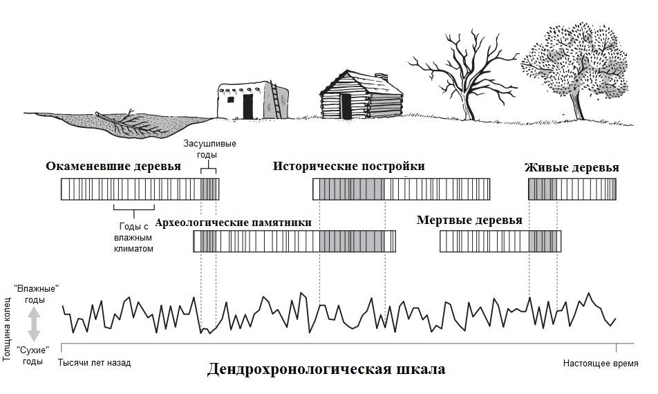 Логика построения дендрохронологической шкалы при перекрестном датировании