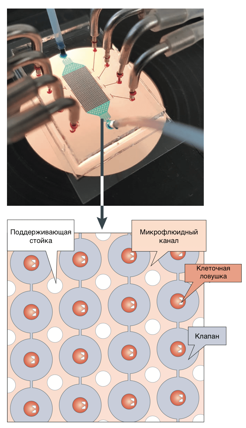 Микрофлюидная система для скрининга соединений на отдельных клетках