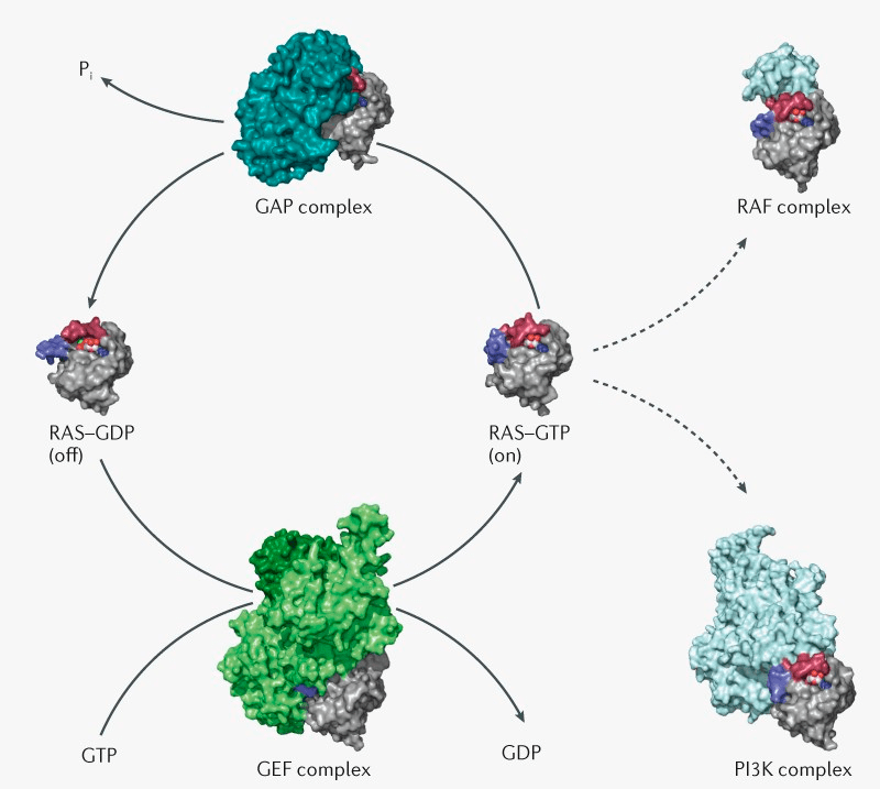 Переход RAS-GDP ⇋ RAS-GTP