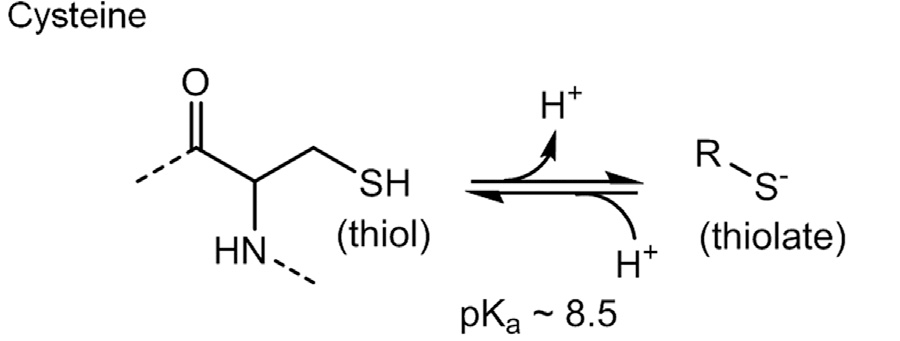 Структура цистеина с обозначением тиольной группы
