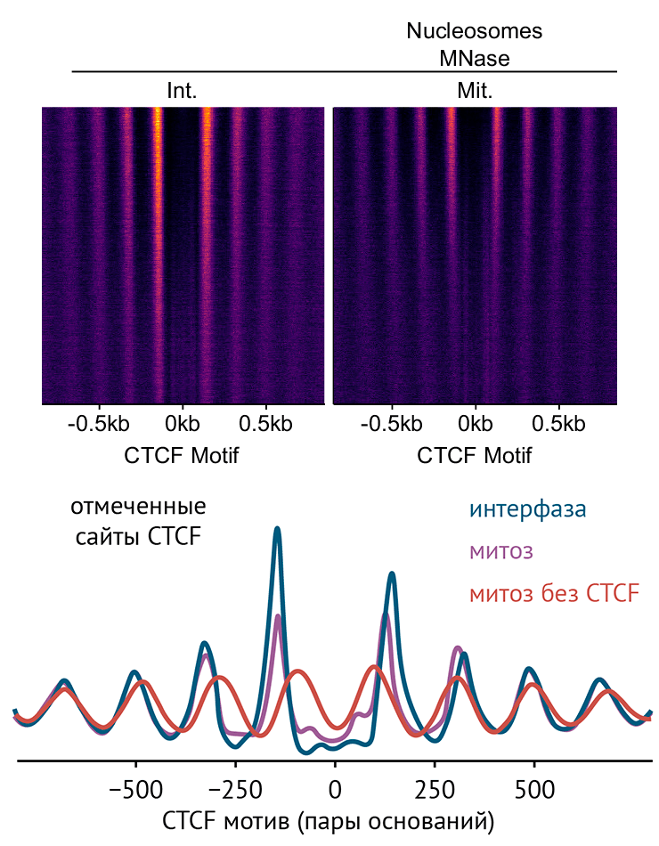 CTCF «строит» нуклеосомы рядами вокруг себя