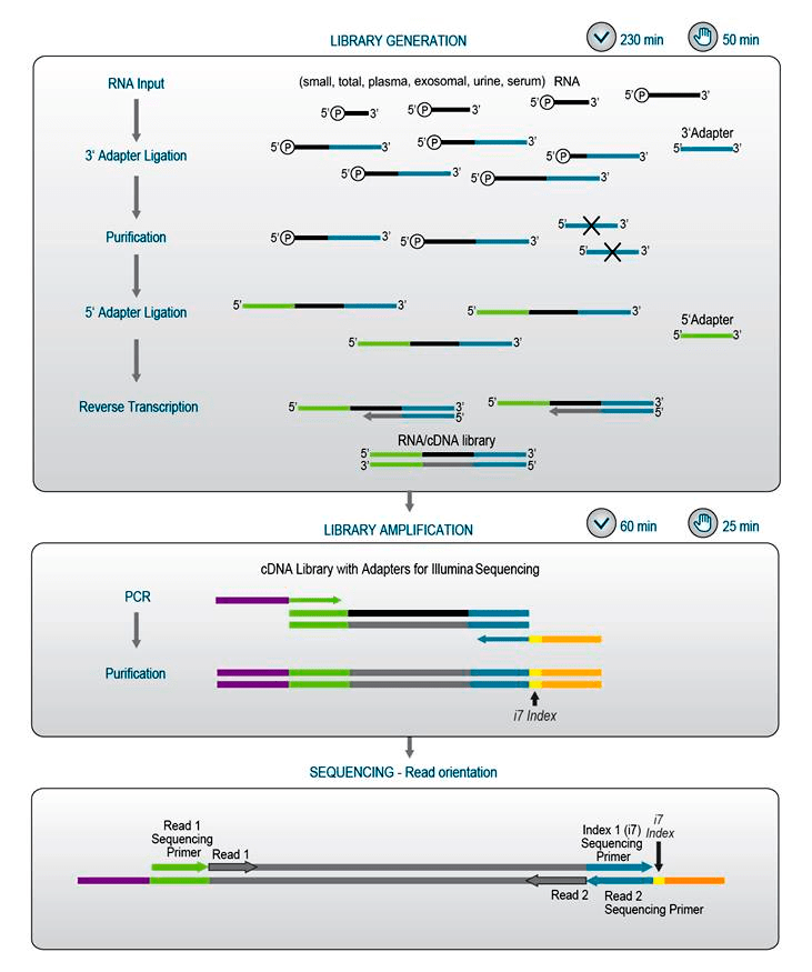 Small RNA-Seq Library Prep Kit