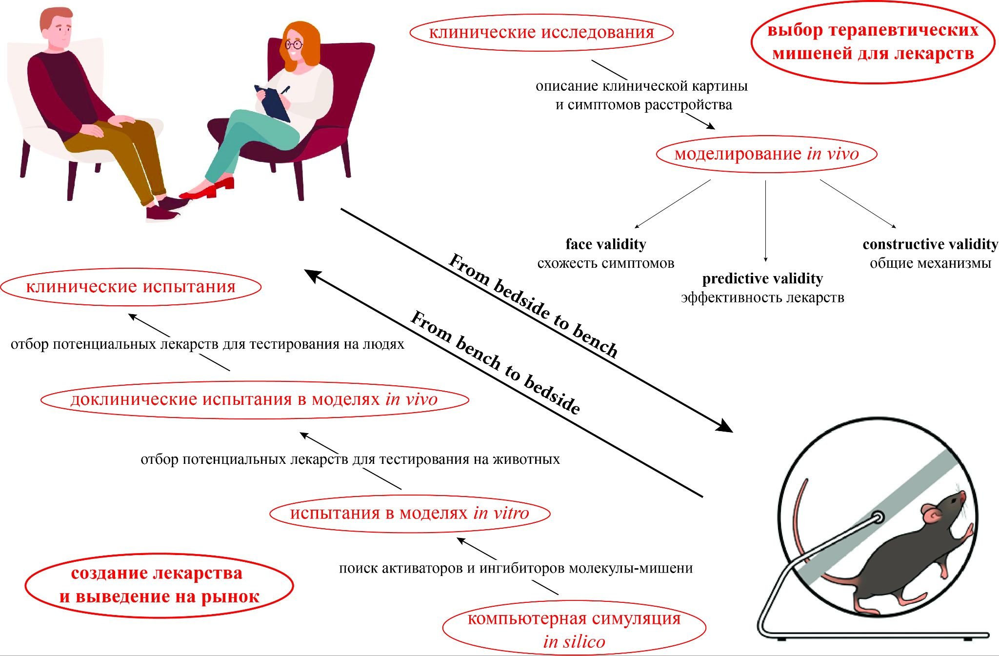 Общая схема трансляционного биомедицинского исследования