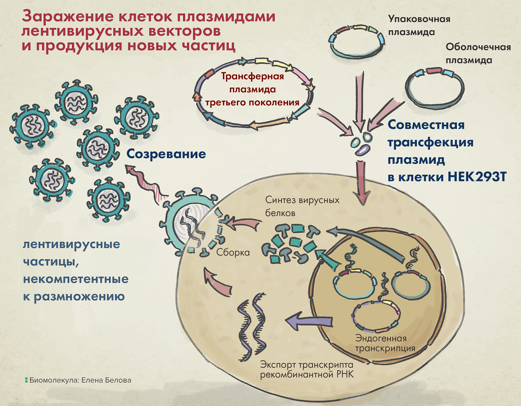 Упаковка лентивирусных векторов в клетке