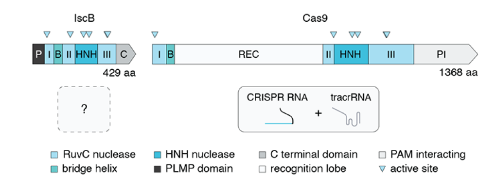 Доменная организация IscB и Cas9