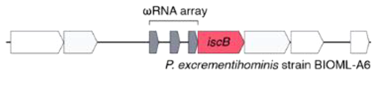 Строение локуса IscB