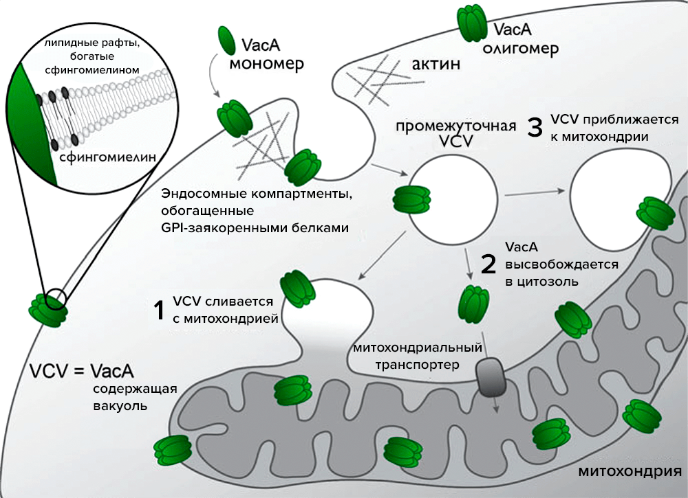 VacA хулиганит не меньше CagA