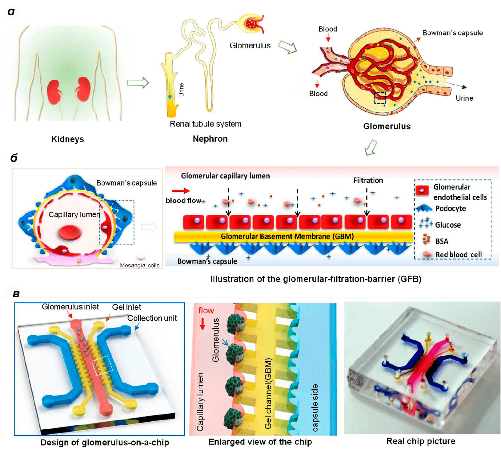 Схема структуры клубочка и микрофлюидной системы «клубочек-на-чипе»