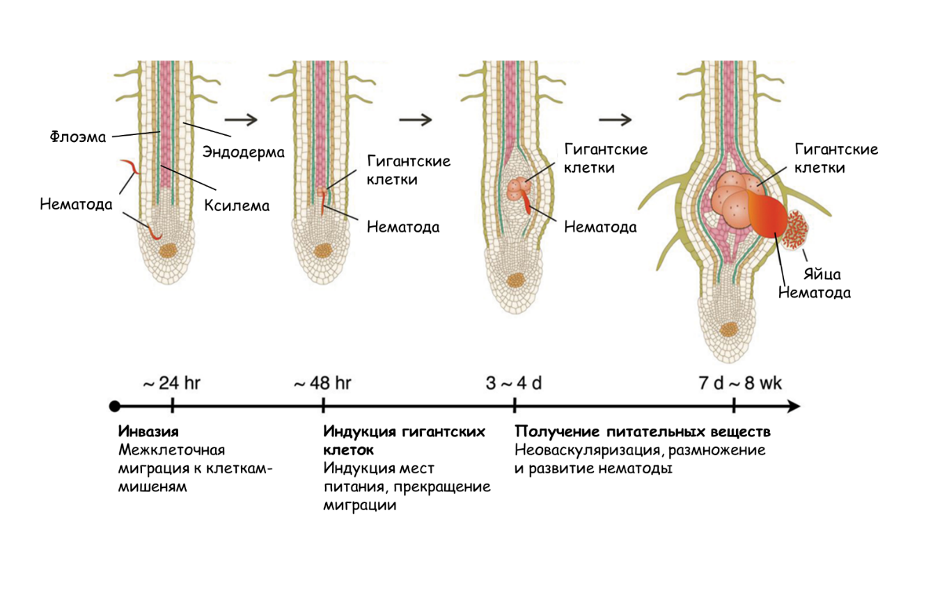 Стадии инфицирования галлообразующими нематодами