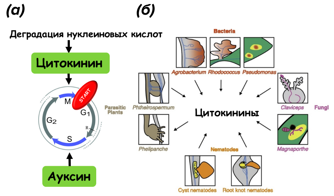 Цитокинины