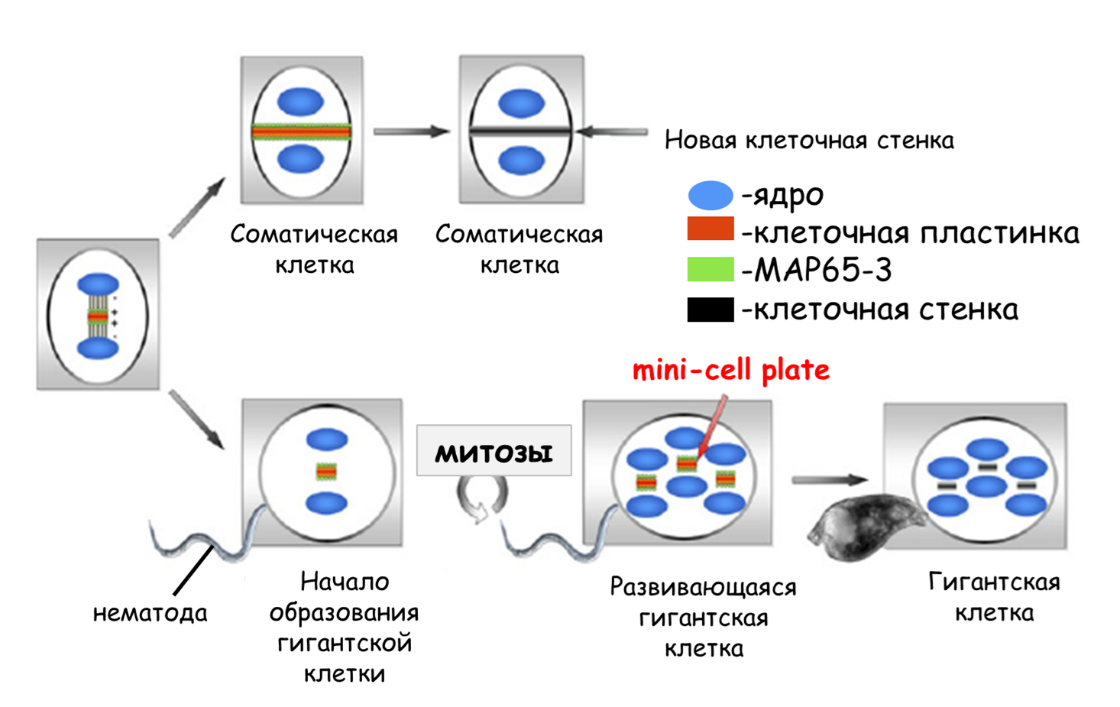 MAP65-3