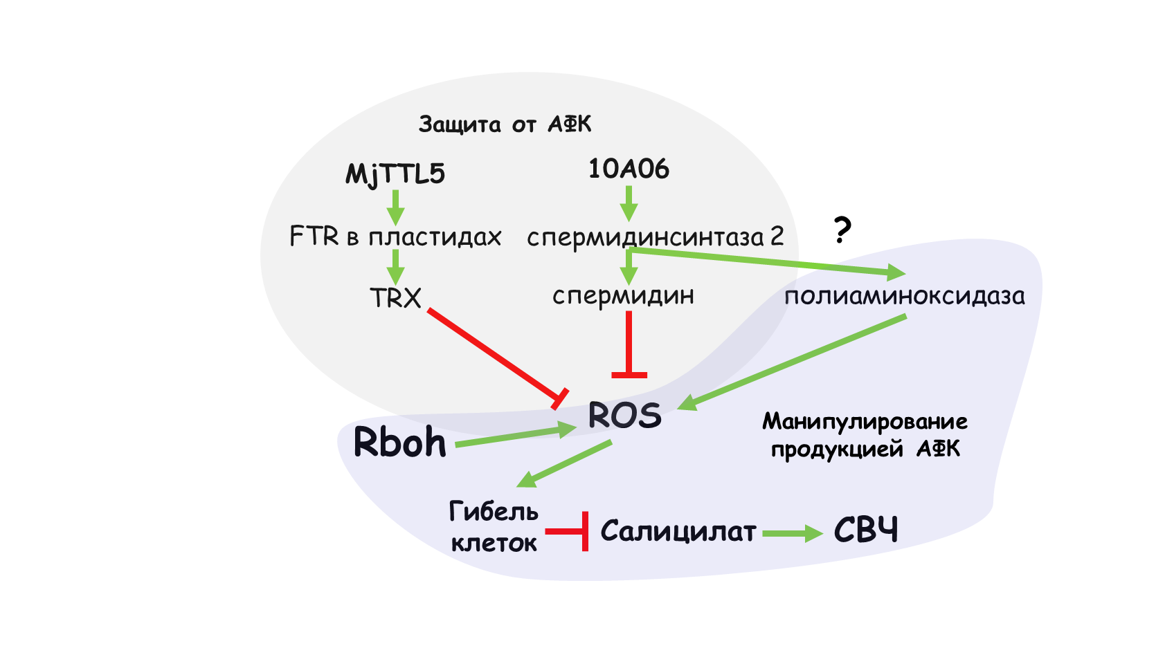 Гипотетическая схема взаимоотношений нематод с АФК хозяина