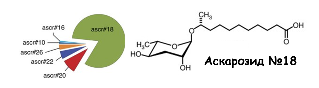 Диаграмма относительной количественной распространенности разных аскарозидов и структура ключевого аскарозида № 18