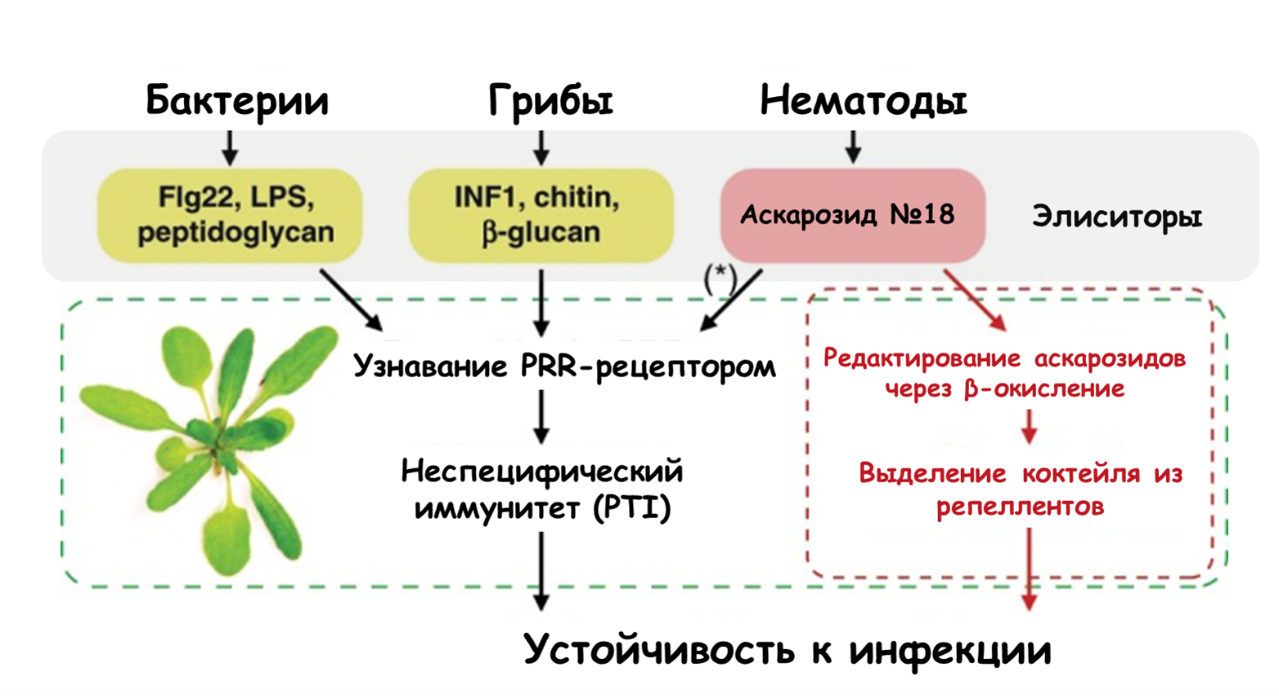 Устойчивость к инфекции