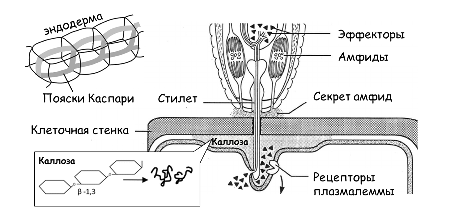 Пояски Каспари