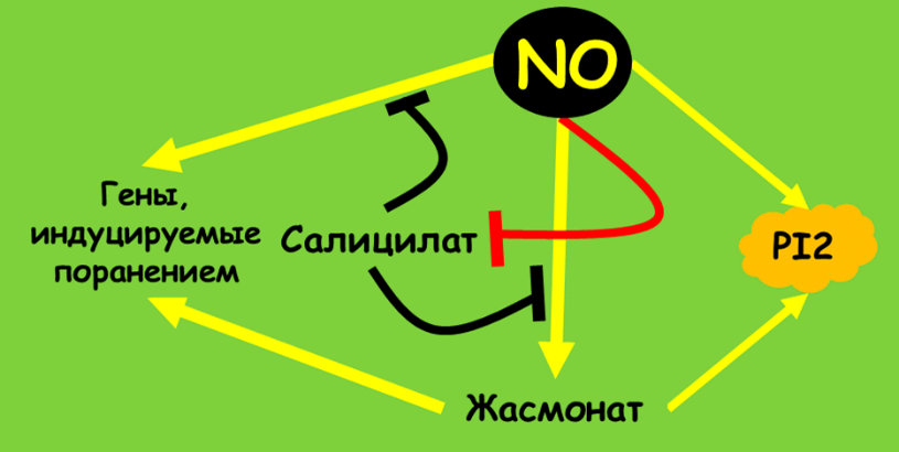 Влияние NO на антагонизм салицилатных и жасмонатных путей