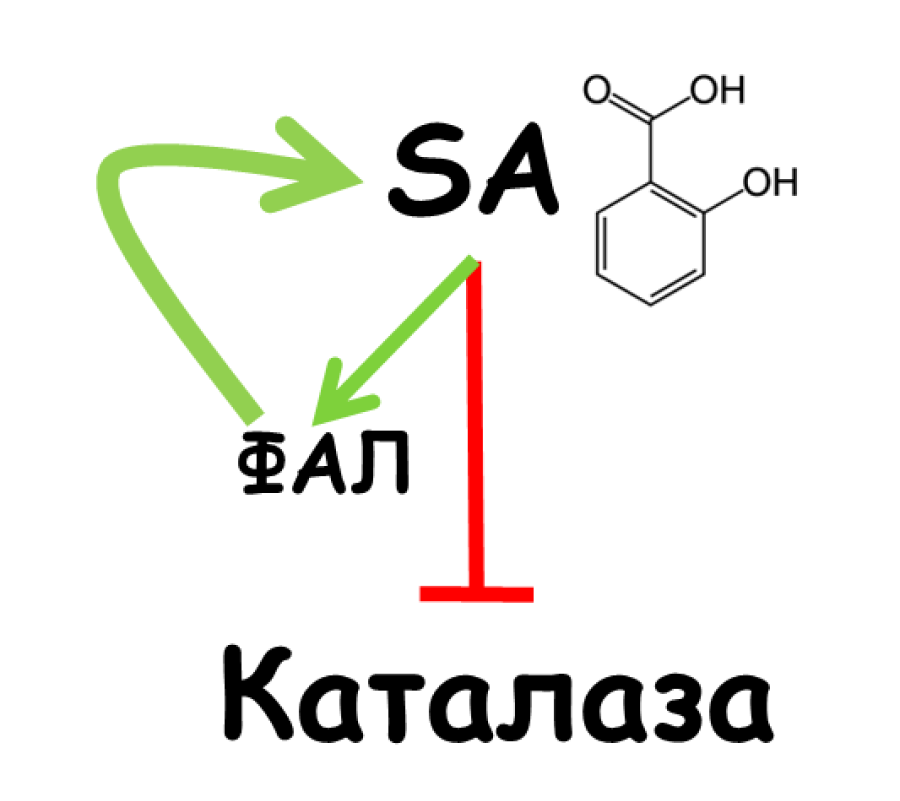 Положительная обратная связь синтеза салицилата