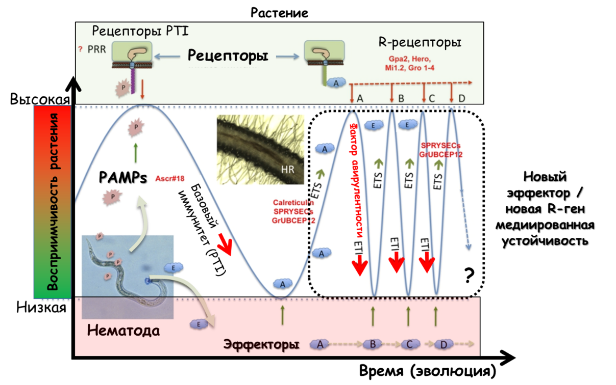 Зигзаг-модель в растительно-нематодных взаимодействиях