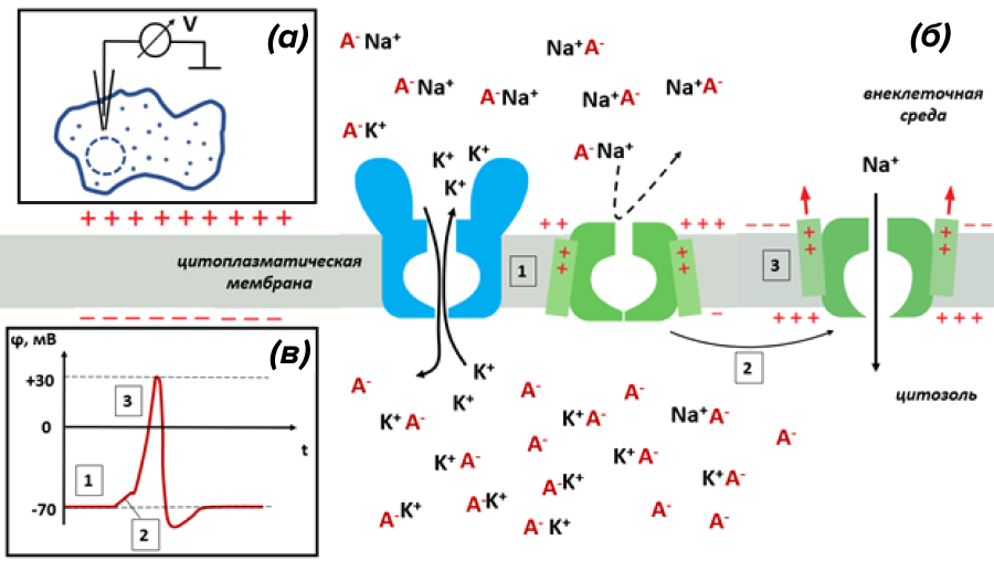 Электрический мембранный потенциал покоя и потенциал действия