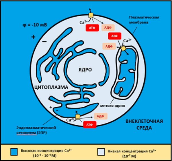 Поддержание концентраций ионов кальция в животной клетке