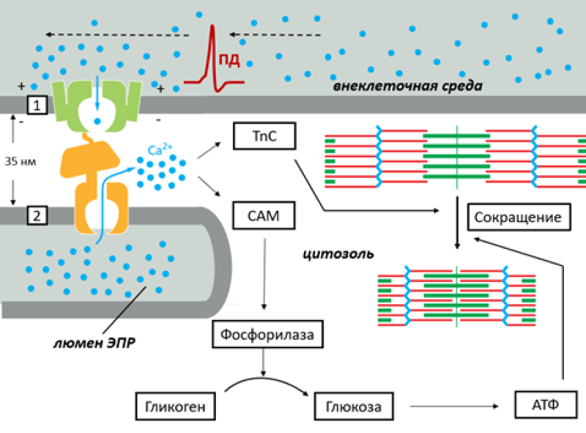 Схема электромеханического сопряжения в скелетных мышцах с помощью ионов Ca2+