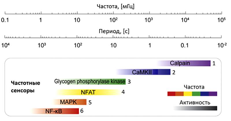 Различие в рабочих частотах кальциевых декодеров может обеспечивать специфичность ответа на колебания Ca2+ в разных типах клеток
