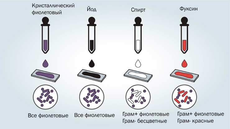 Способ окраски по Граму поэтапно