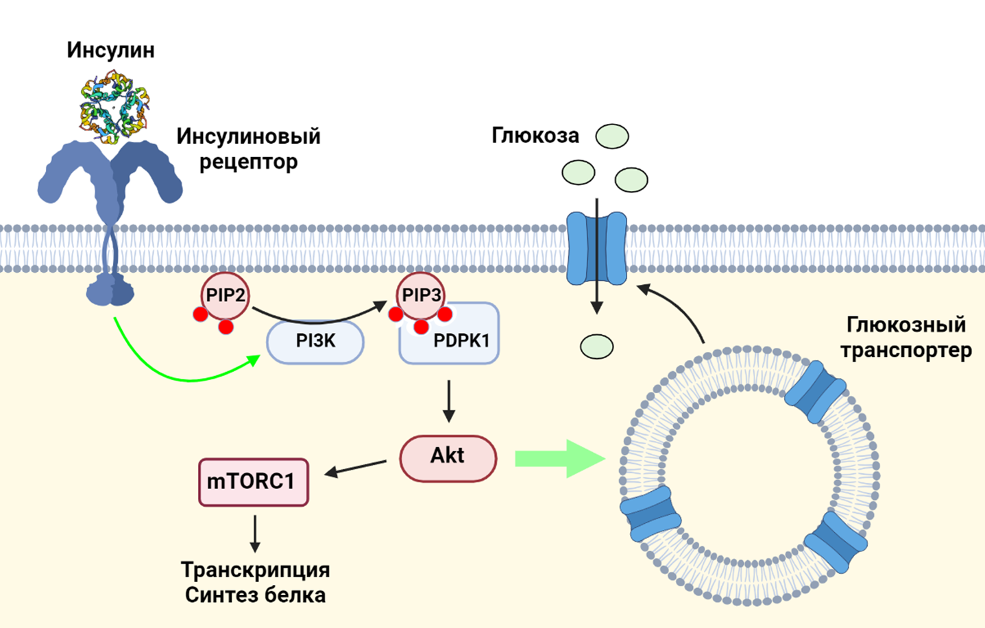 Взаимодействие инсулина и его рецептора