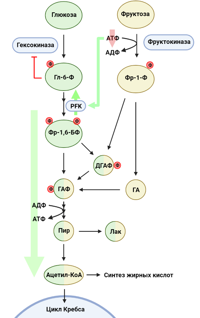 Метаболизм фруктозы