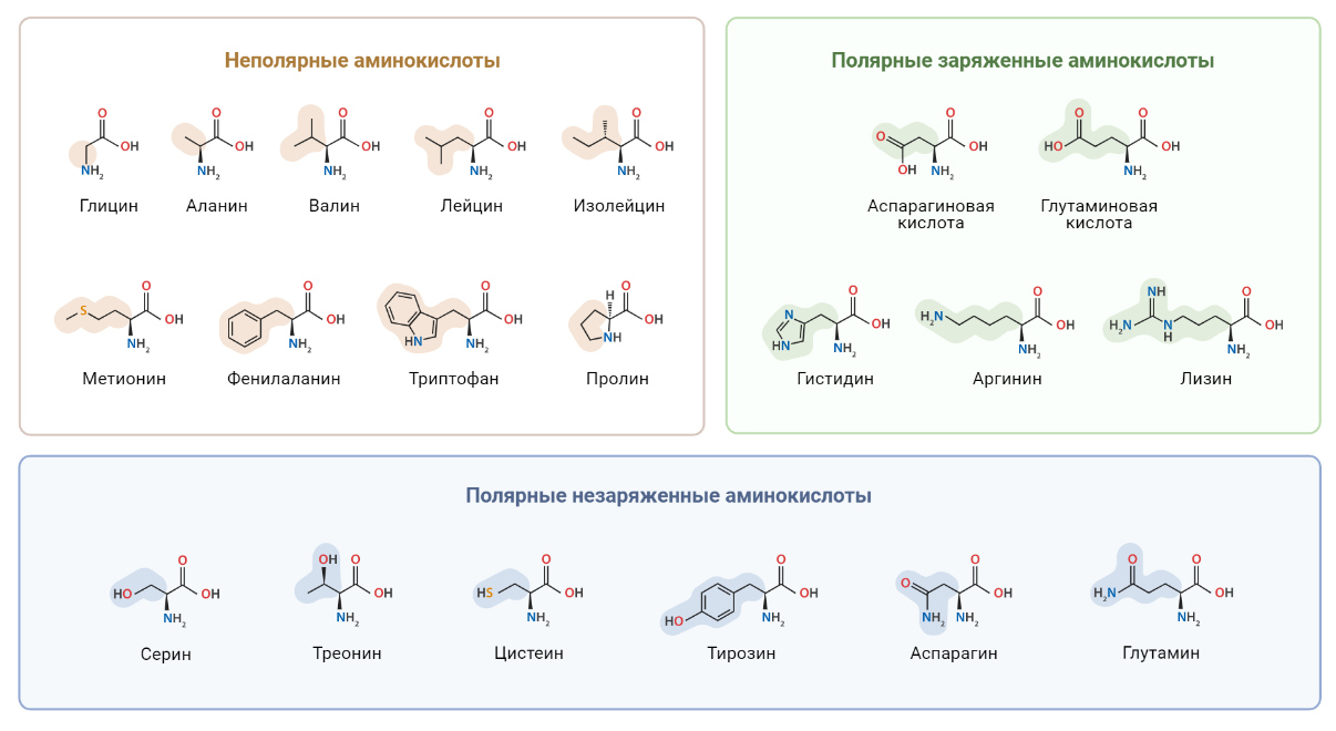 20 классических аминокислот