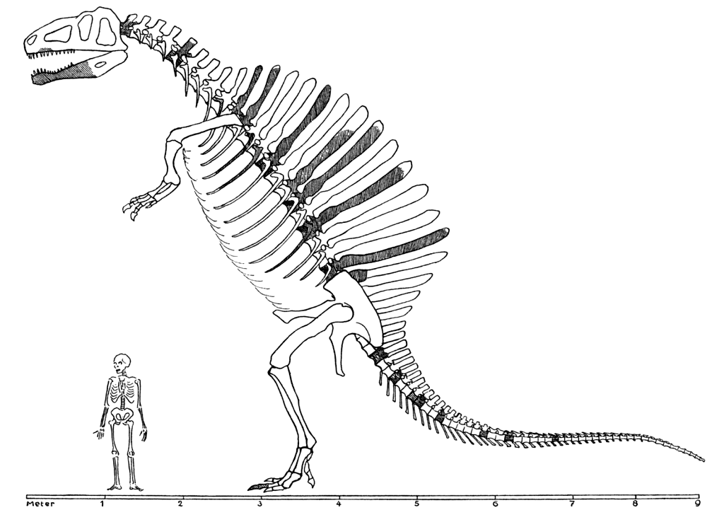 Реконструкция спинозавра, сделанная в 1936 году