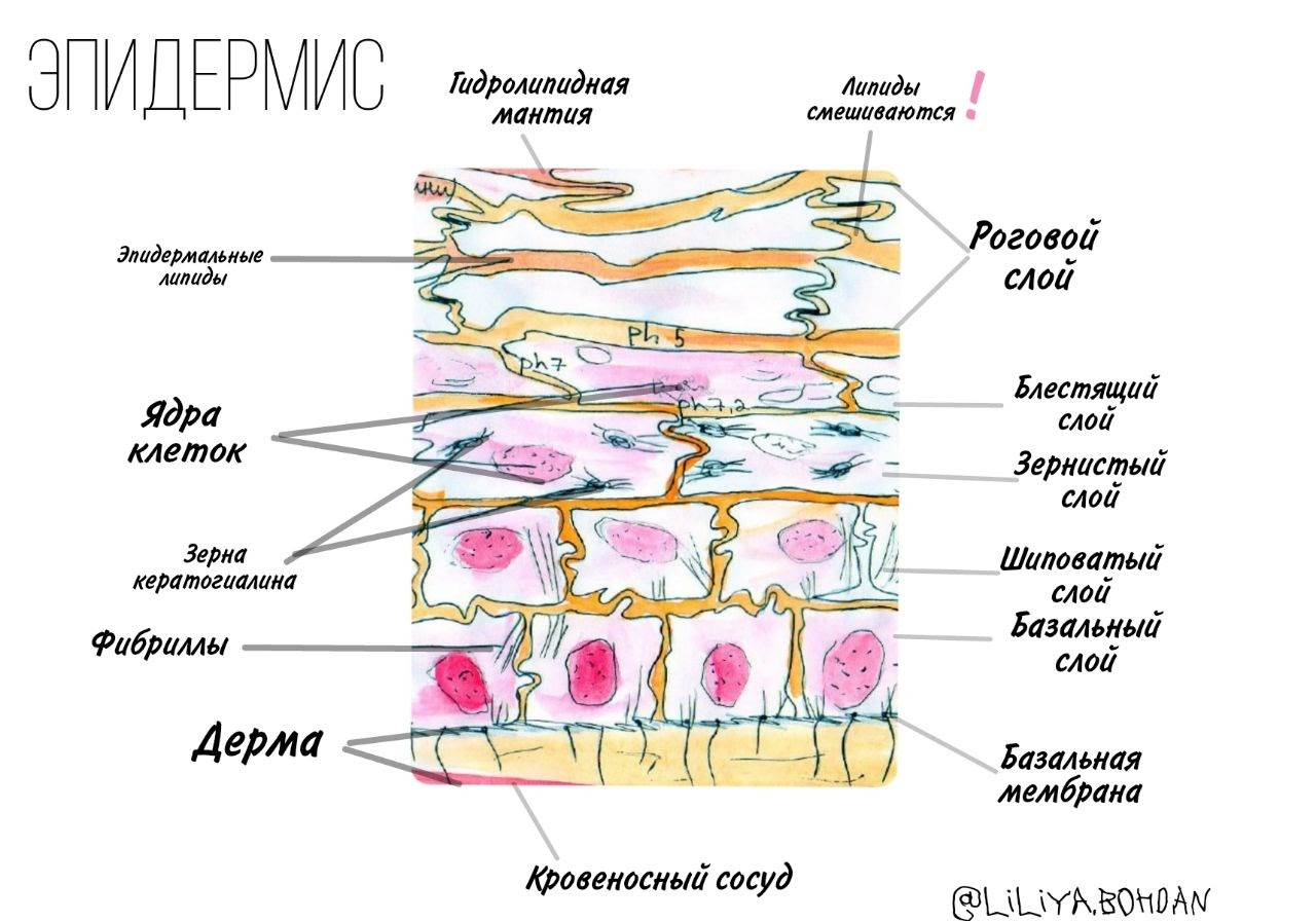 Строение эпидермиса