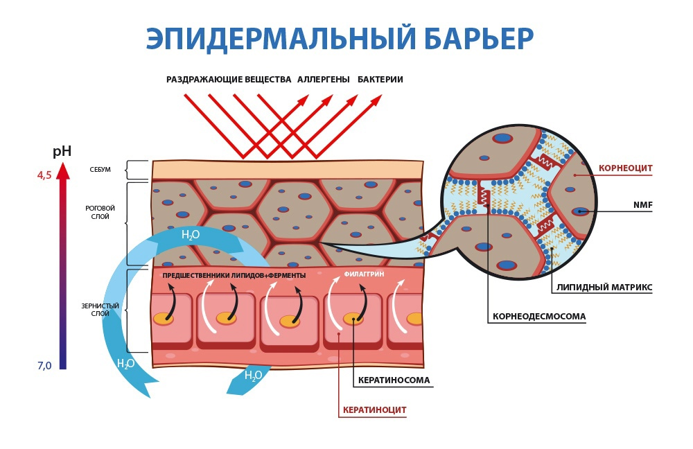 Кожный барьер