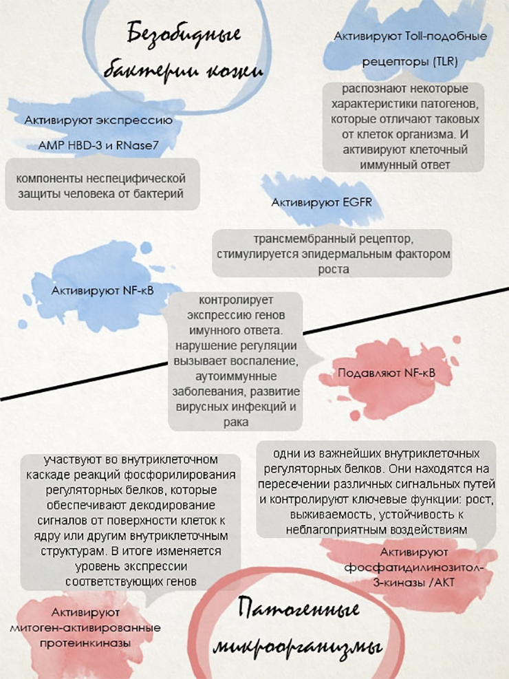 Действие микроорганизмов может быть позитивным, негативным или нейтральным