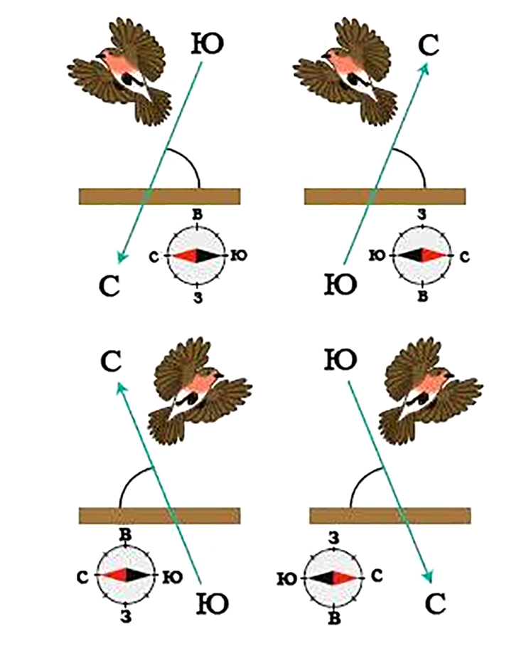 Ориентация перелетной птицы