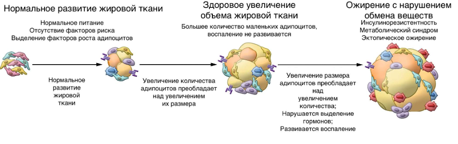 Патологическое развитие жировой ткани и его последствия