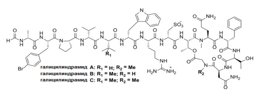 Структурные формулы пептидов галицилиндрамидов