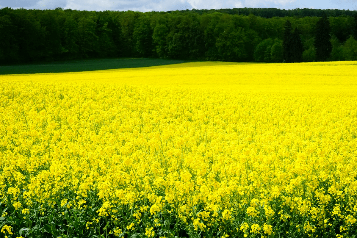 Здоровый рапс