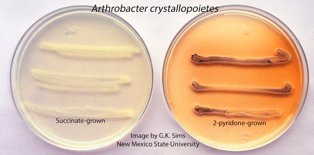 Колонии Arthrobacter в чашке Петри