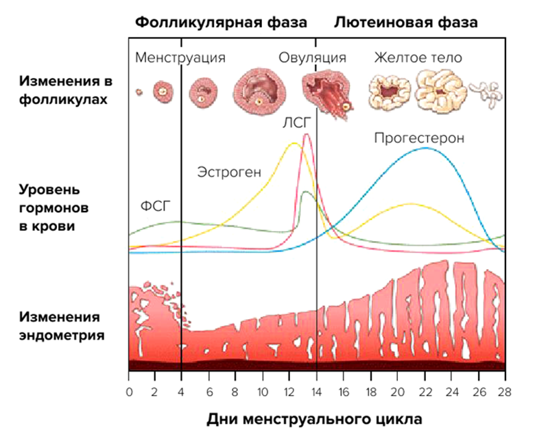 Фолликулярная и лютеиновая фазы