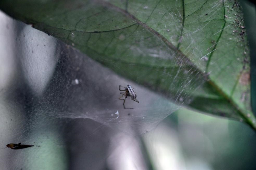 Zatupota sp.