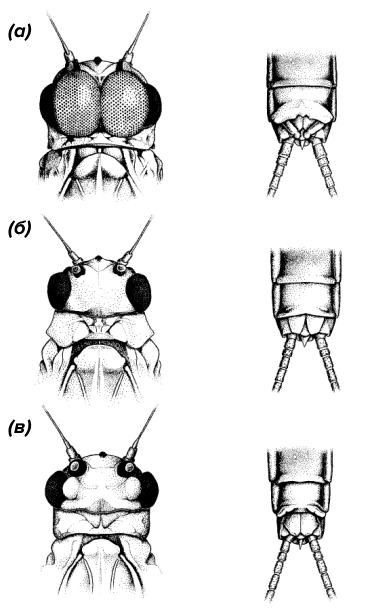 Морфология зараженной и чистой особи B. bicaudatus