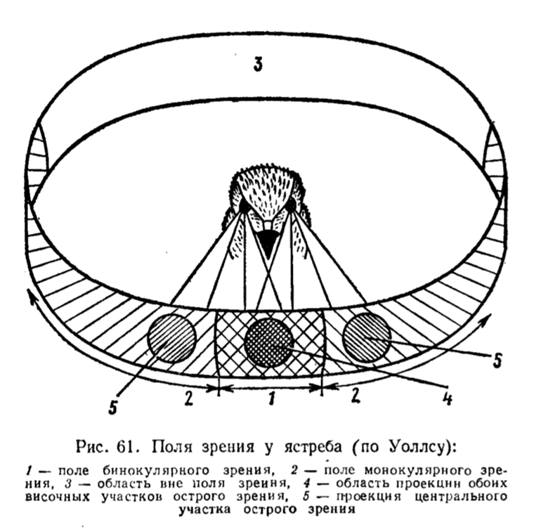 Поле зрения у разных видов птиц и других животных