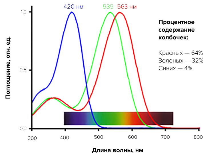 Зрительные пигменты колбочек сетчатки человека