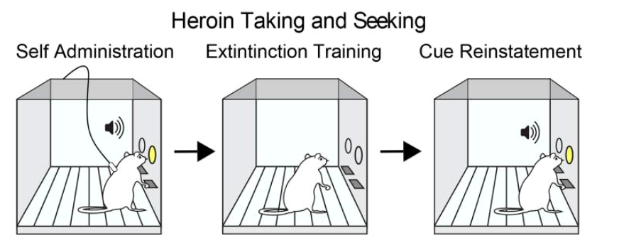 Схема эксперимента с самовведением героина