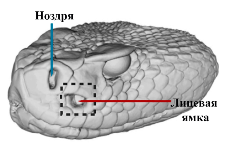 Лицевая ямка гремучей змеи